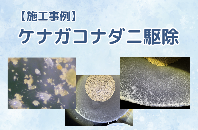 ケナガコナダニ駆除（一戸建て）