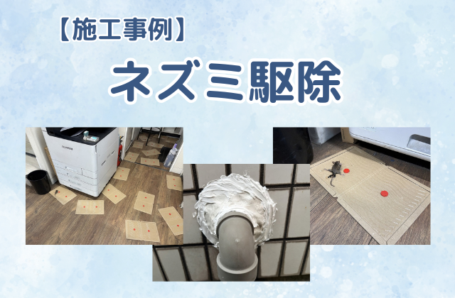 ネズミ駆除（ハツカネズミ／店舗）