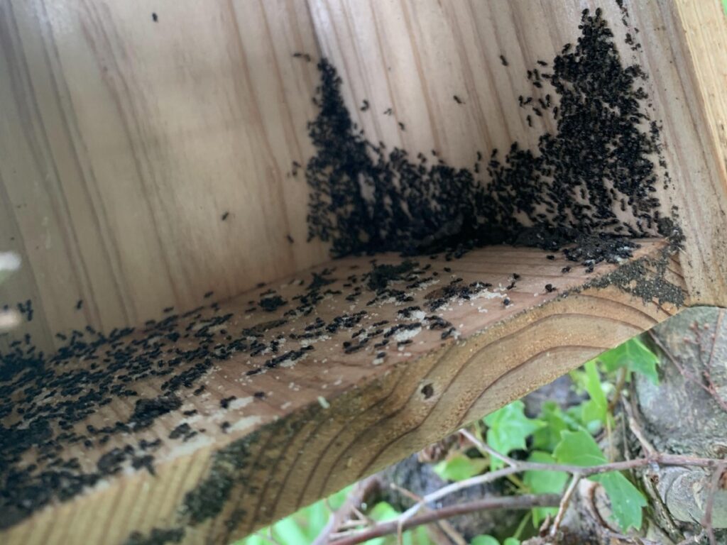 木箱の内部。アシジロヒラフシアリの集団と、卵や蛹なども見える