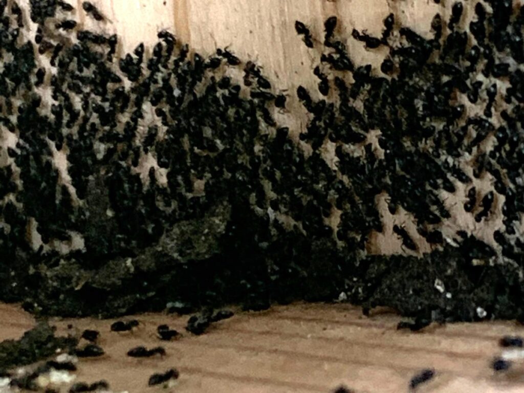 集まっているアシジロヒラフシアリ