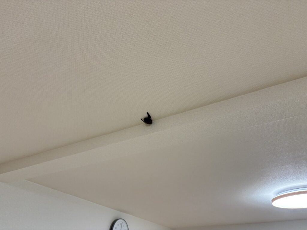 コウモリ拡大