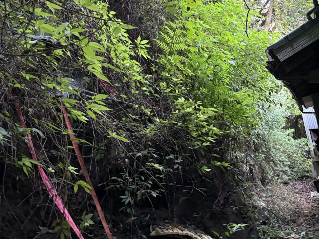 家の周りは草木が茂っている