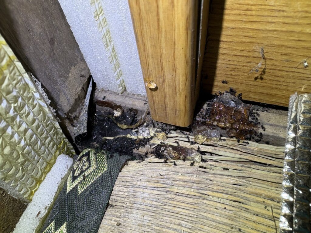 和室の隅にアリを発見