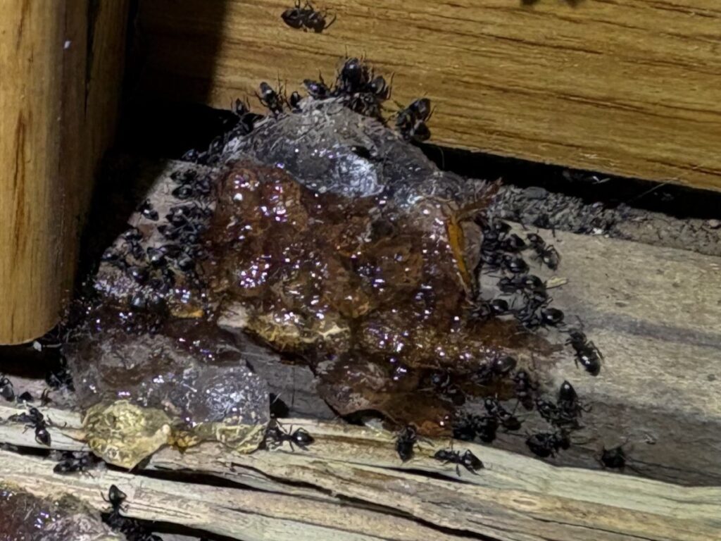 ジェル剤に群がるアシジロヒラフシアリ