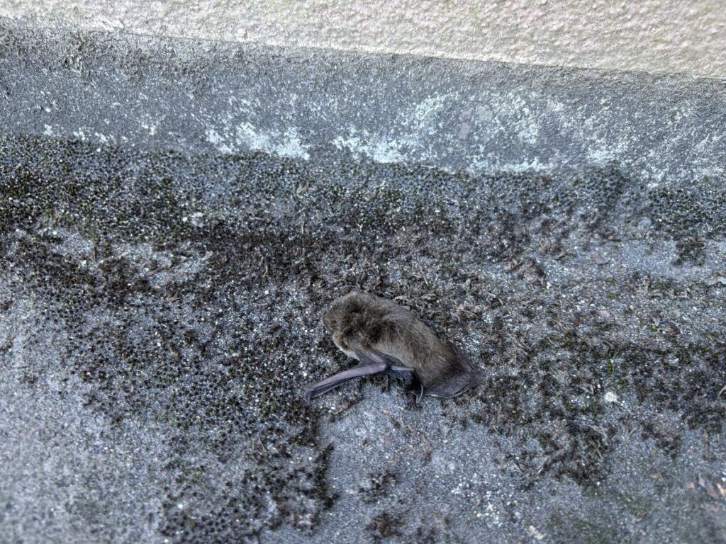 飛び出してきたアブラコウモリ