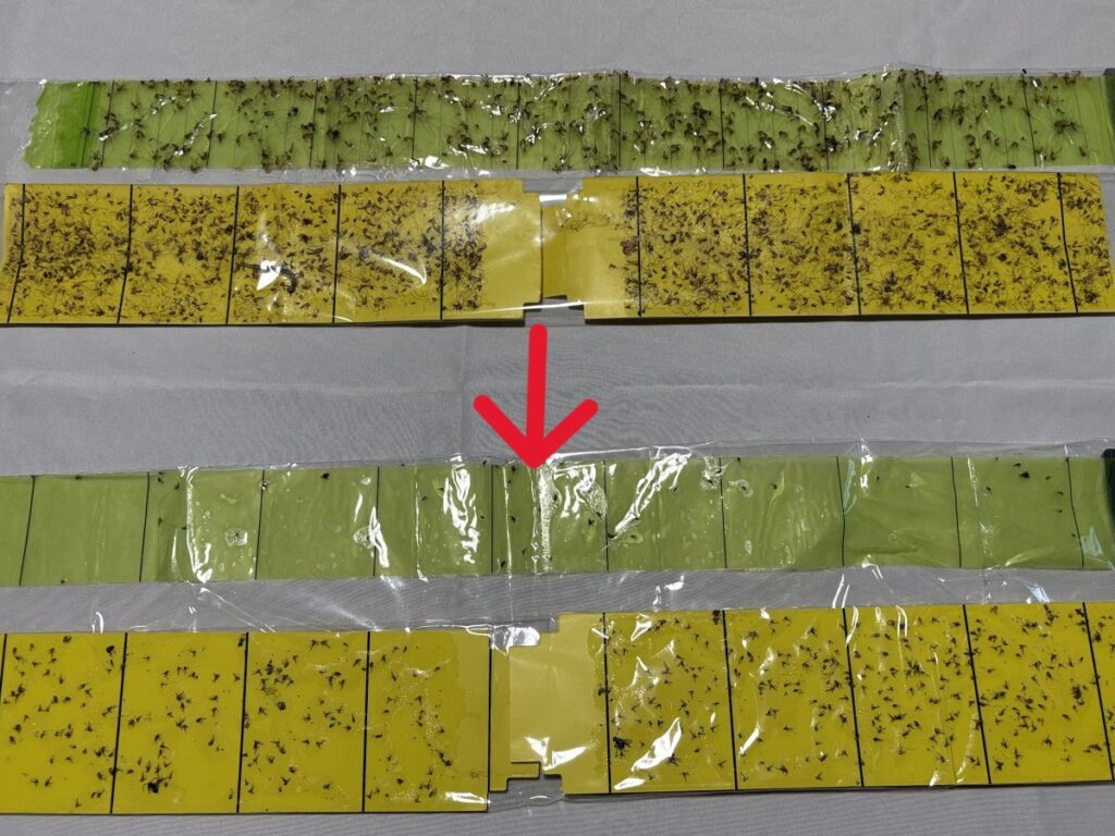 施工前と施工後の捕虫紙捕獲状況の比較
