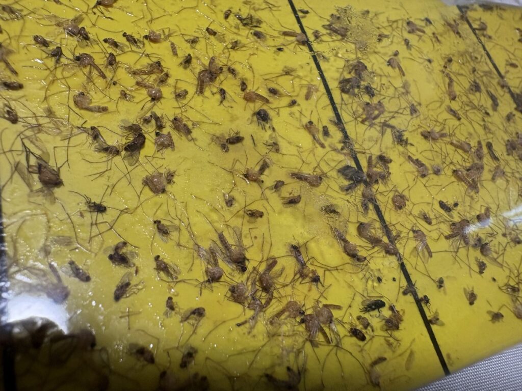 施工前の捕虫紙