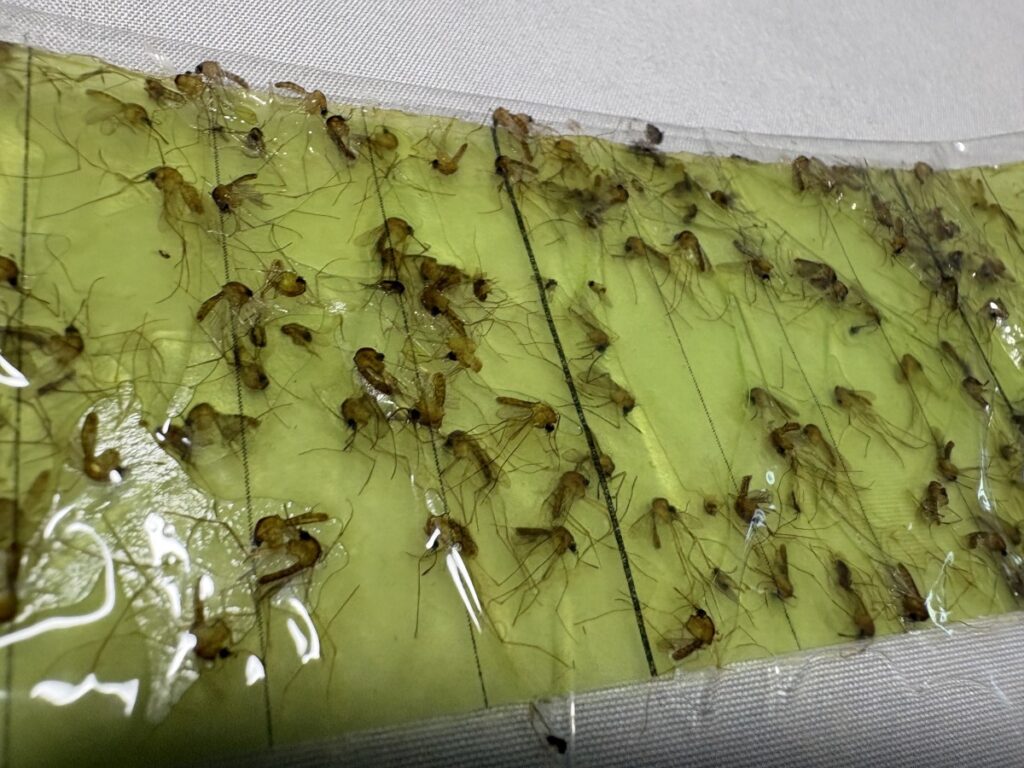 施工前に14日間設置した捕虫紙。チカイエカが500匹程度捕獲されている