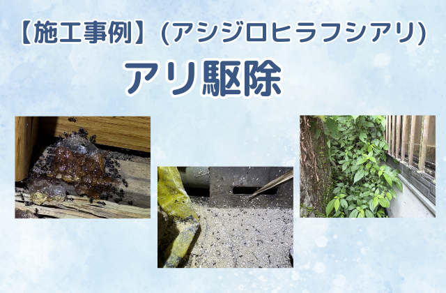 アリ駆除（アシジロヒラフシアリ／一戸建て）