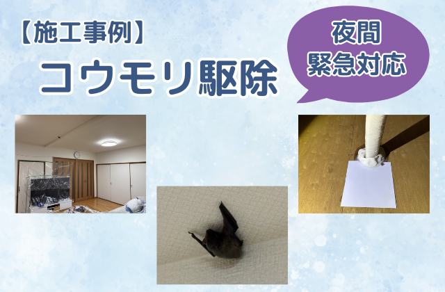 コウモリ駆除　夜間緊急対応（一戸建て）