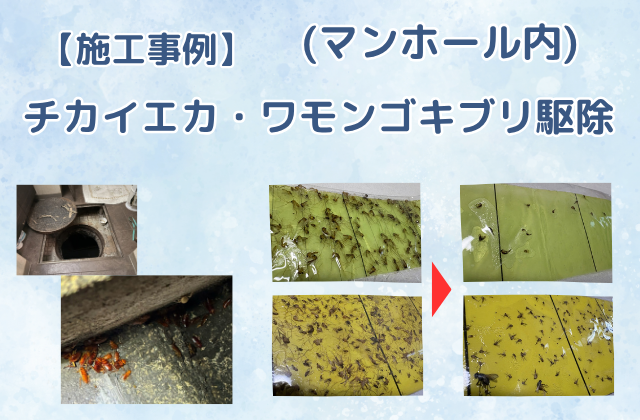チカイエカ・ワモンゴキブリ駆除（雑居ビル／マンホール内）